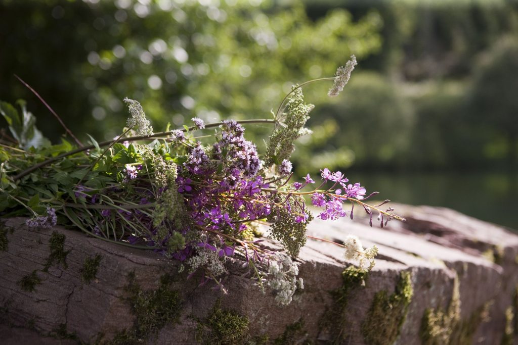 Sammelgut einer Kräuterwanderung im Schwazrwald mit Friedrich Klumpp vom Wanderhotel Rosengarten