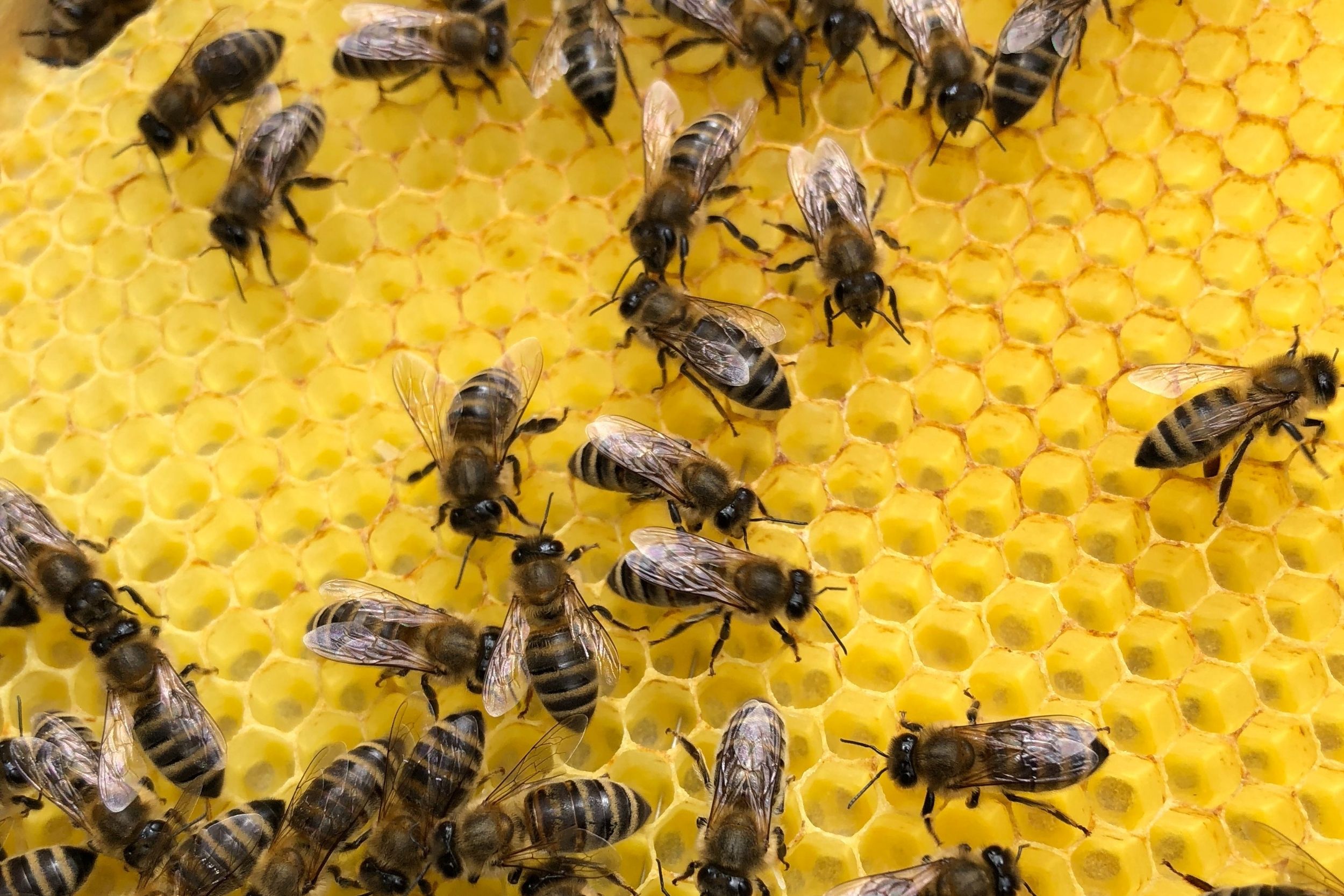 Jaufentalerhof Bienen