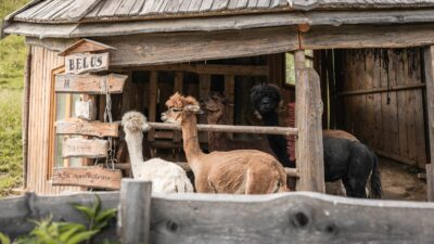 Alpakas Landhof Irschen ©Landhof Irschen