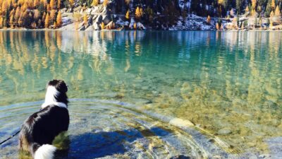 Vinschgerhof Wandern mit Hund ©Vinschgerhof