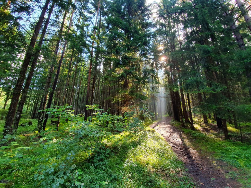 Artnatur Dolomites Waldbaden