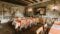 Österreichische Gerichte wie Salzburger Nockerl und Wiener Schnitzel gibt es im Gasthof in Mauterndorf, dem Ski- und Wanderhotel Steffner-Wallner.© KWER
