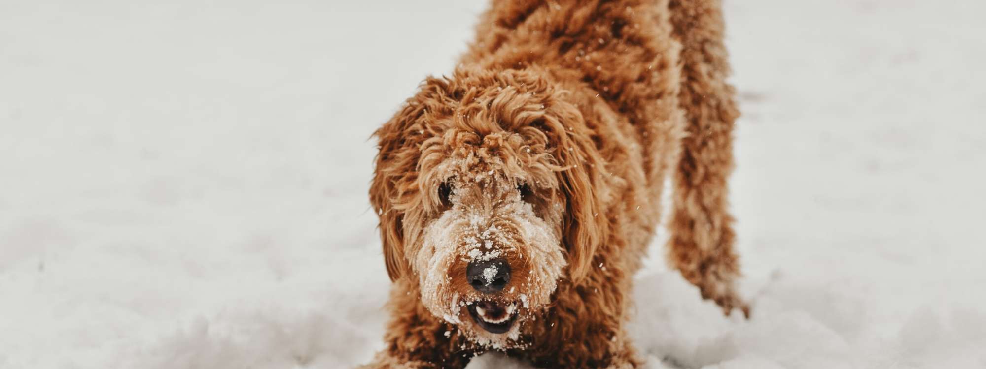 Wanderhotels Winterwandern mit Hund