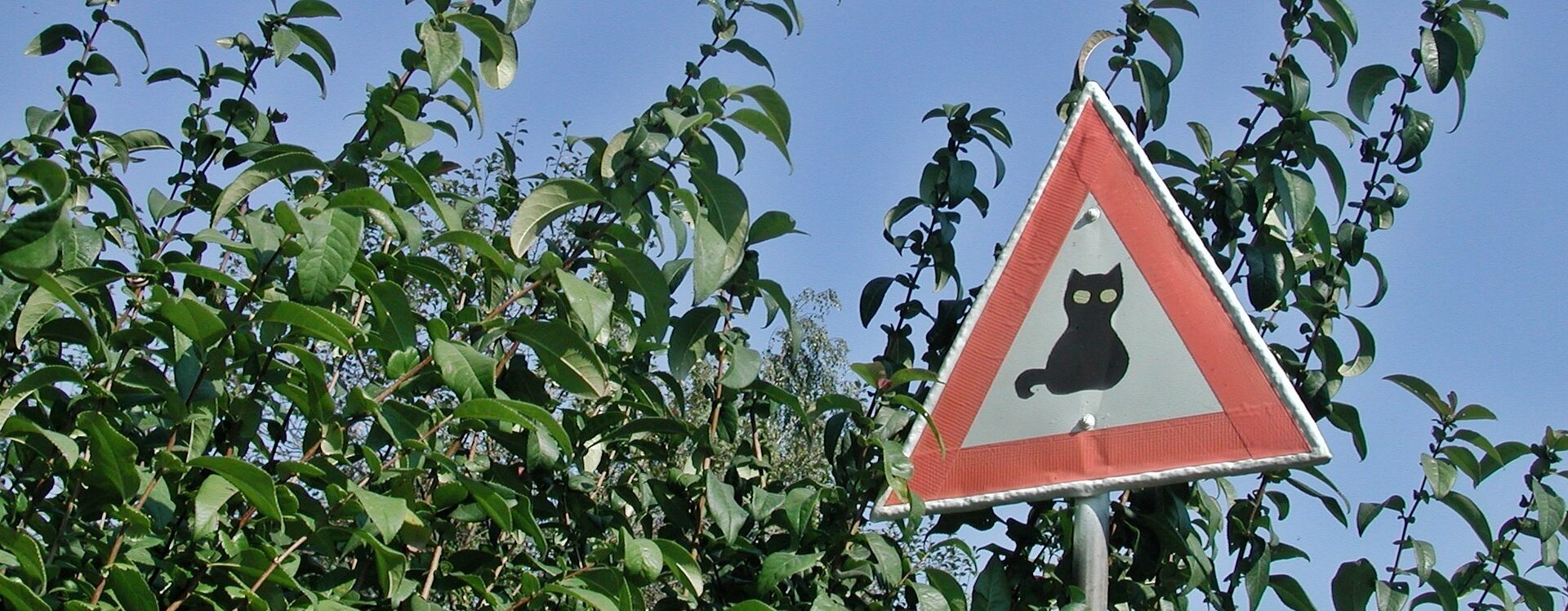 Achtung Katze Schild