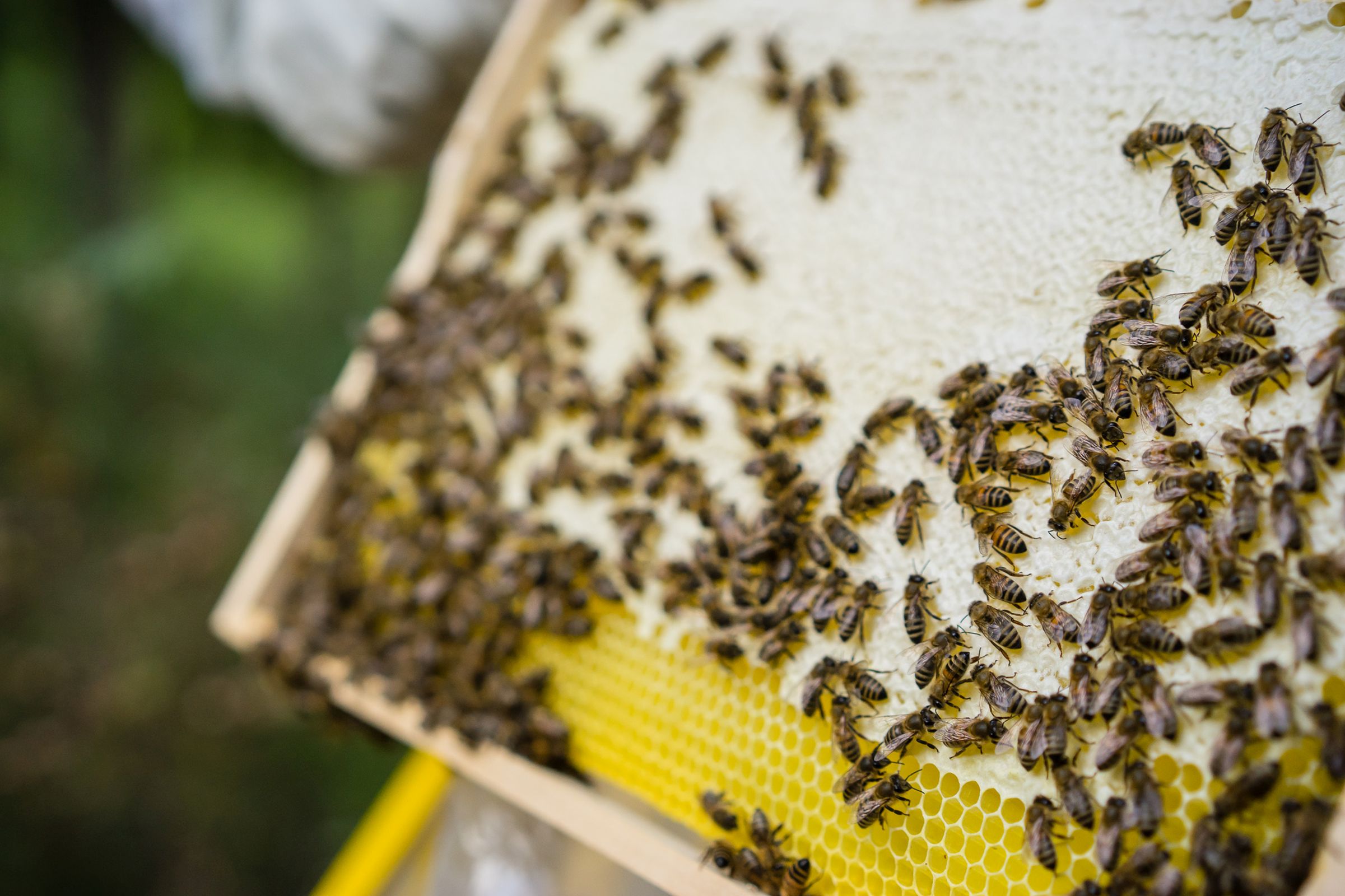 Jaufentalerhof Bienen Imkerei