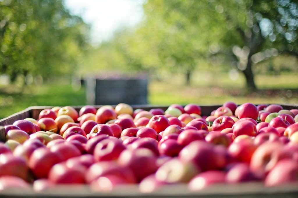 Äpfel Ernte Herbst