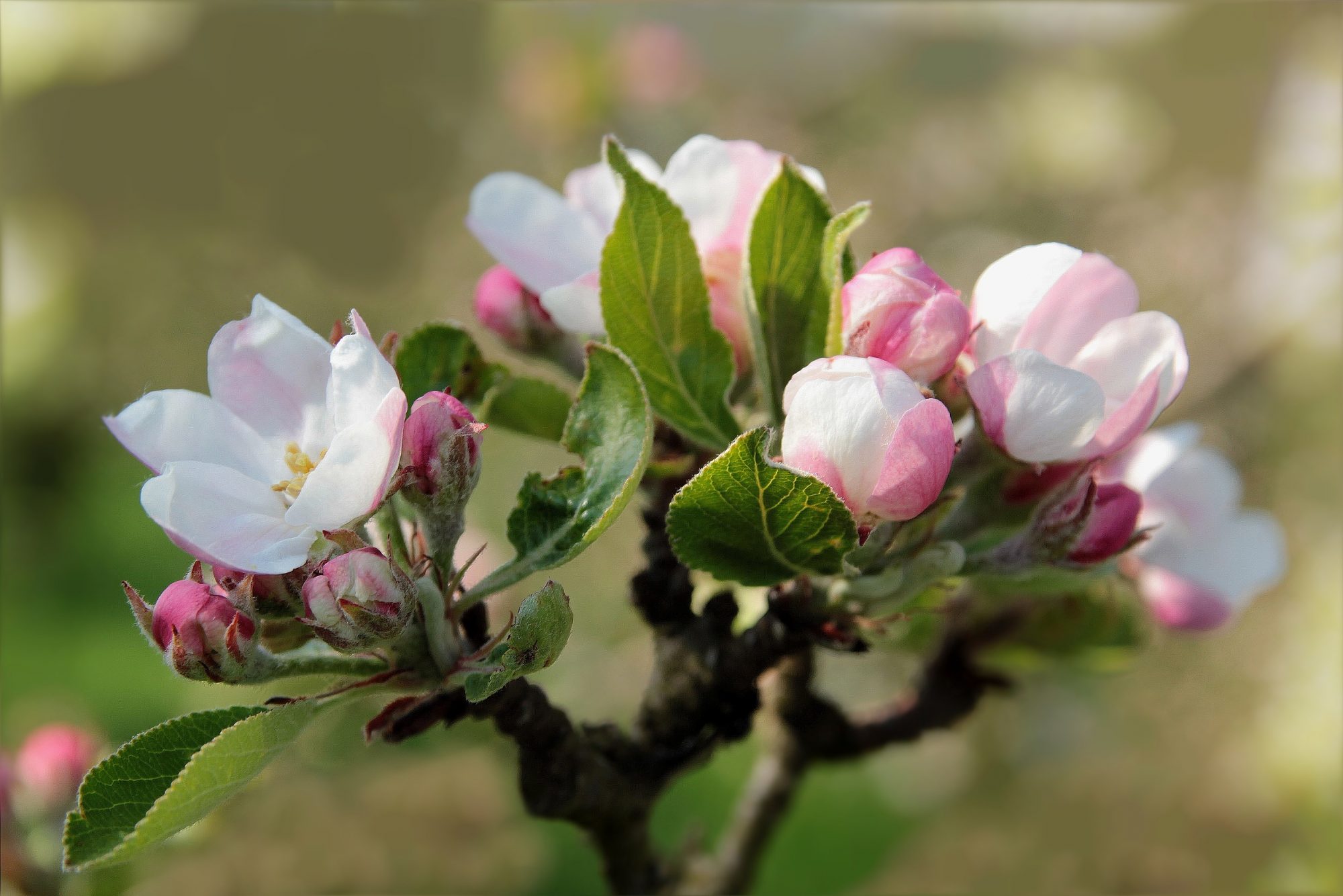 Frühling in Südtirol: die Apfelblüte im Vinschgau