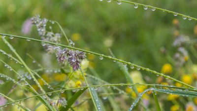 Lumberger Hof BergwieseNatur pur auf einer Bergwiese im Tannheimer Tal
