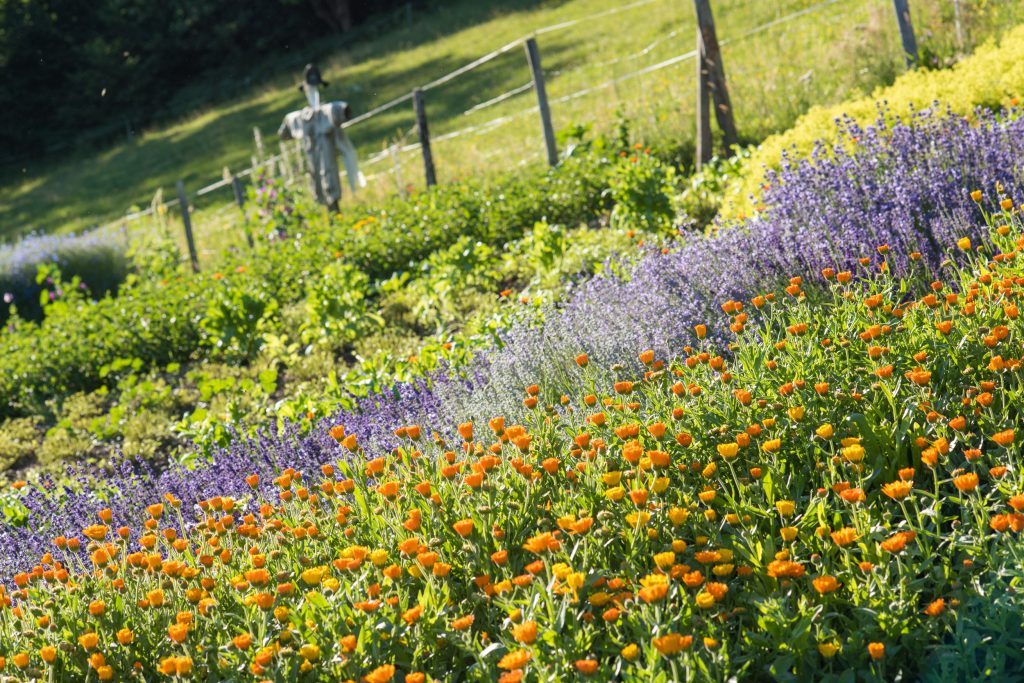 Kräutergarten