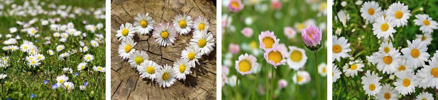 Wirkung von Gänseblümchen