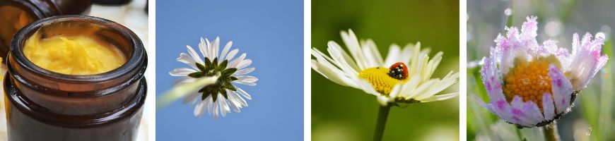 Wirkung von Gänseblümchen-Salbe