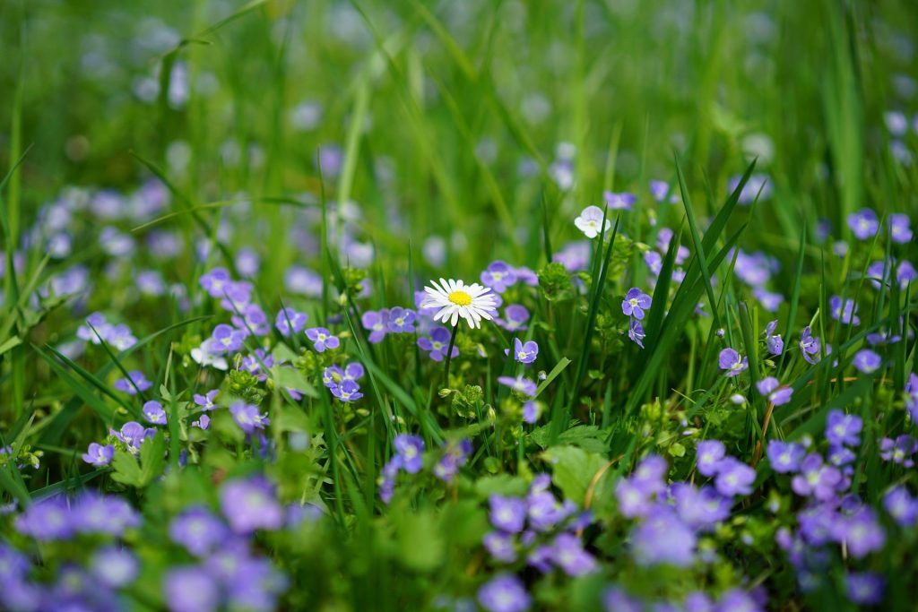 Blumenwiese