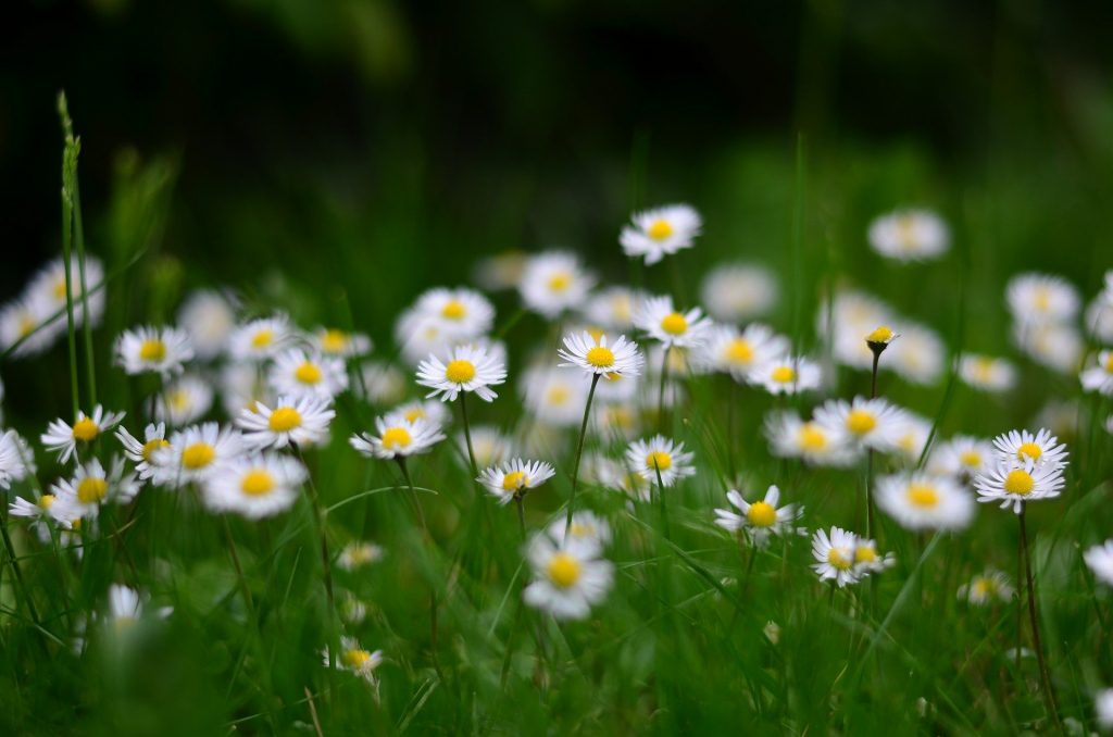 Gänseblümchen