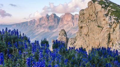 Blumen vor den Dolomiten