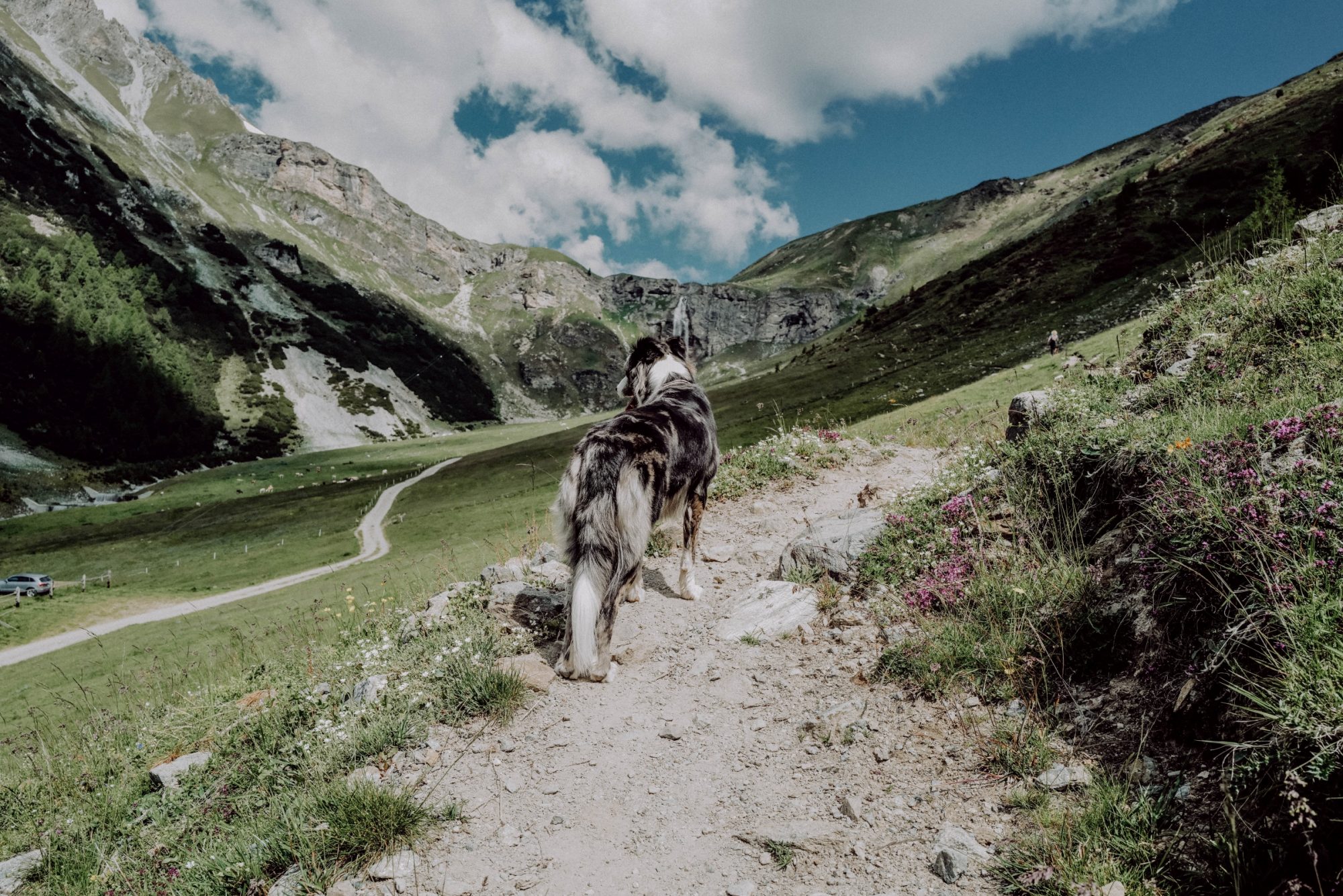 Über Hundeflüsterer und das Wandern mit Hund in Südtirol