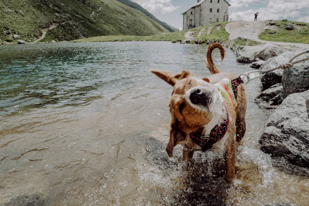 Hund im Wasser