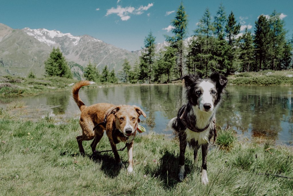 Hunde in den Bergen