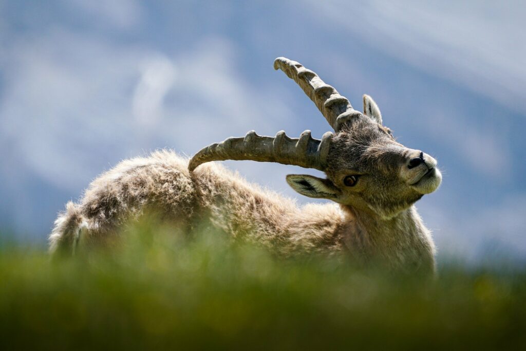 Steinbock