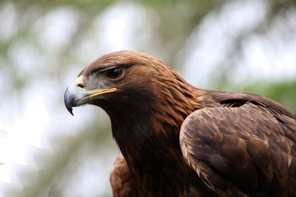 Steinadler