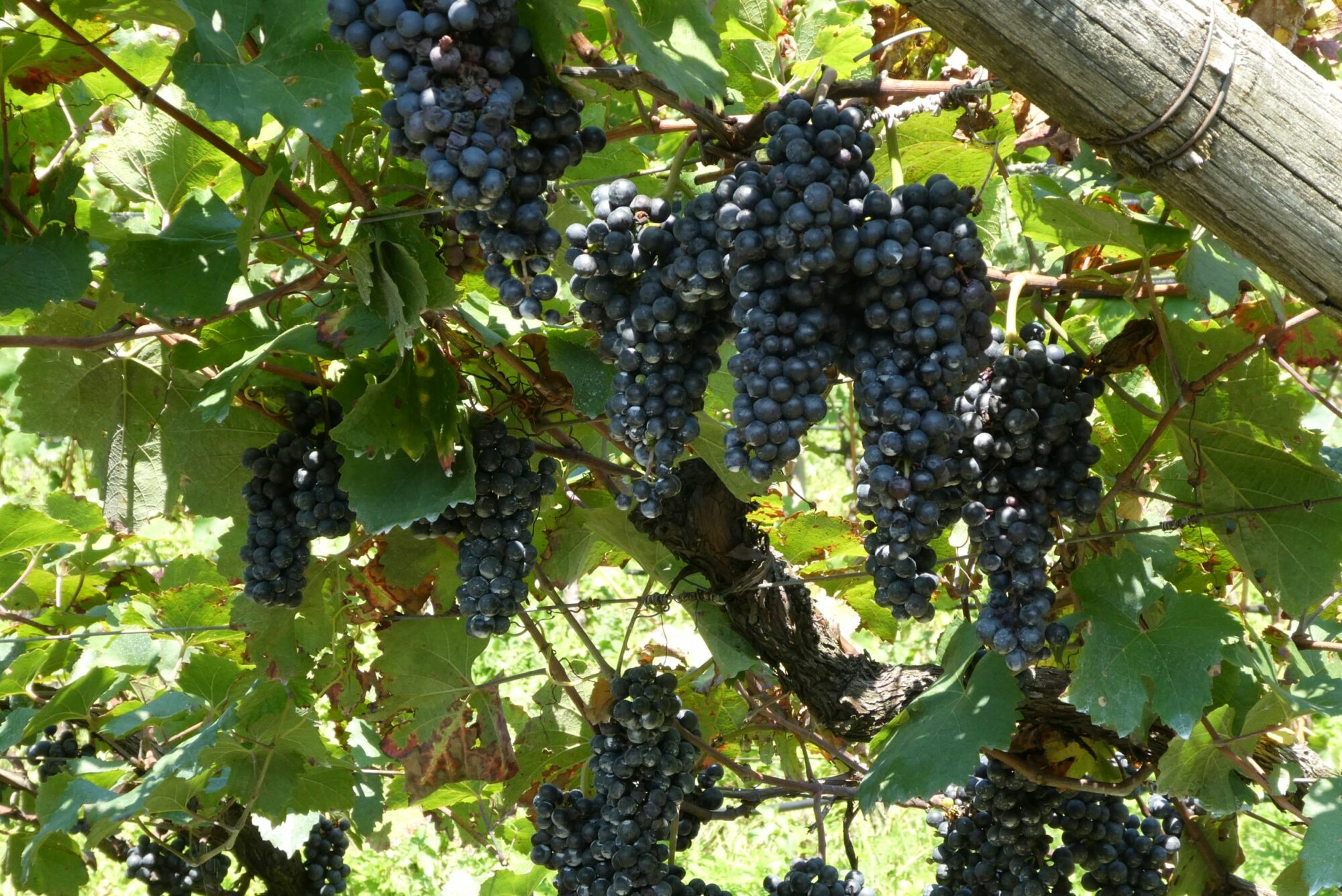 Der Teroldego - eine Weintour durch Südtirol