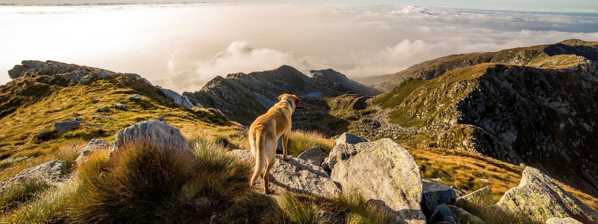 Wandern mit Hund