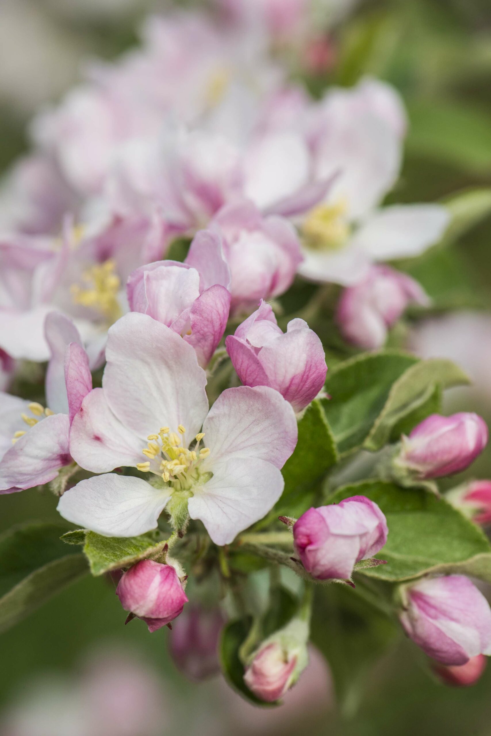 Apfelblüte Südtirol