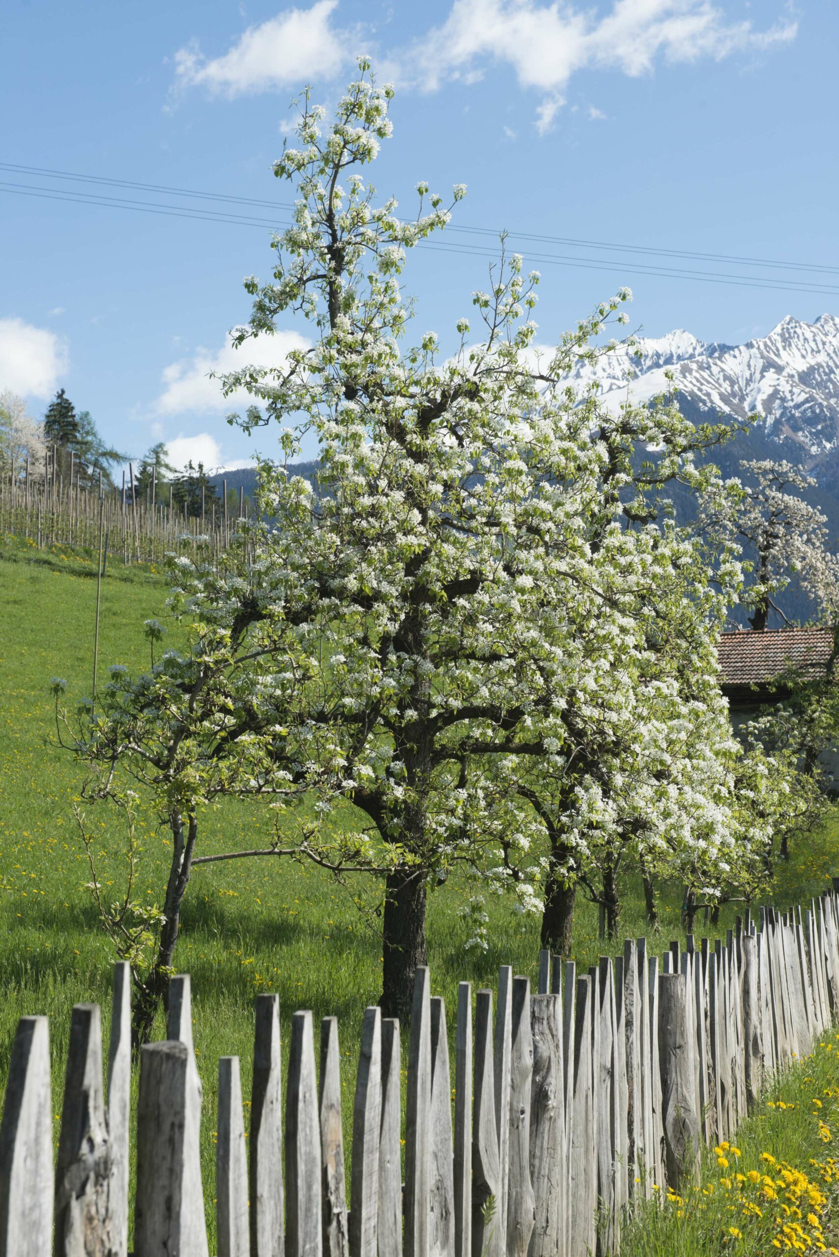 Zirmerhof Apfelblüte Meraner Land