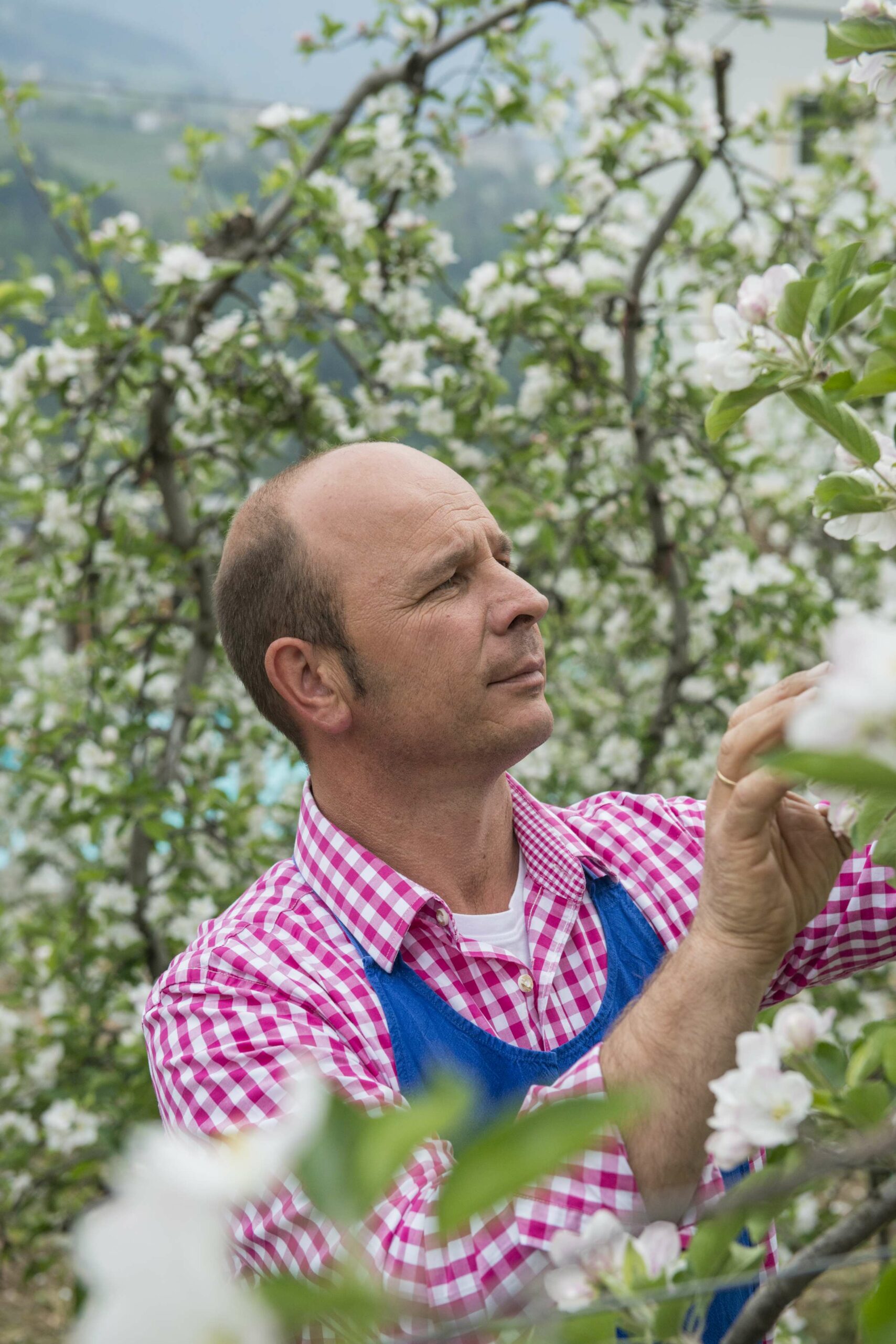 Zirmerhof Apfelblüte Meraner Land