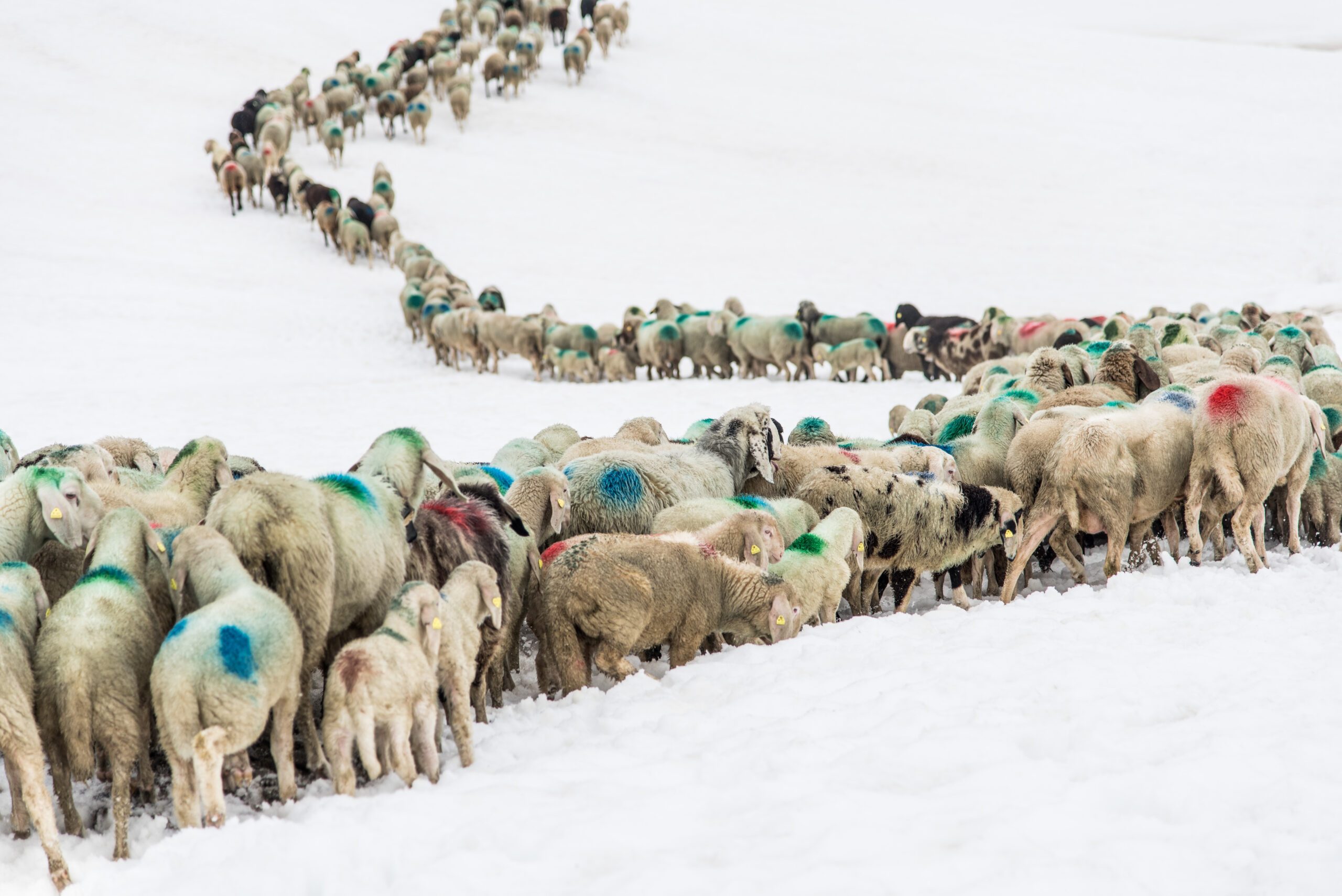 Schafe Schnalstal ©Katerina Fiser