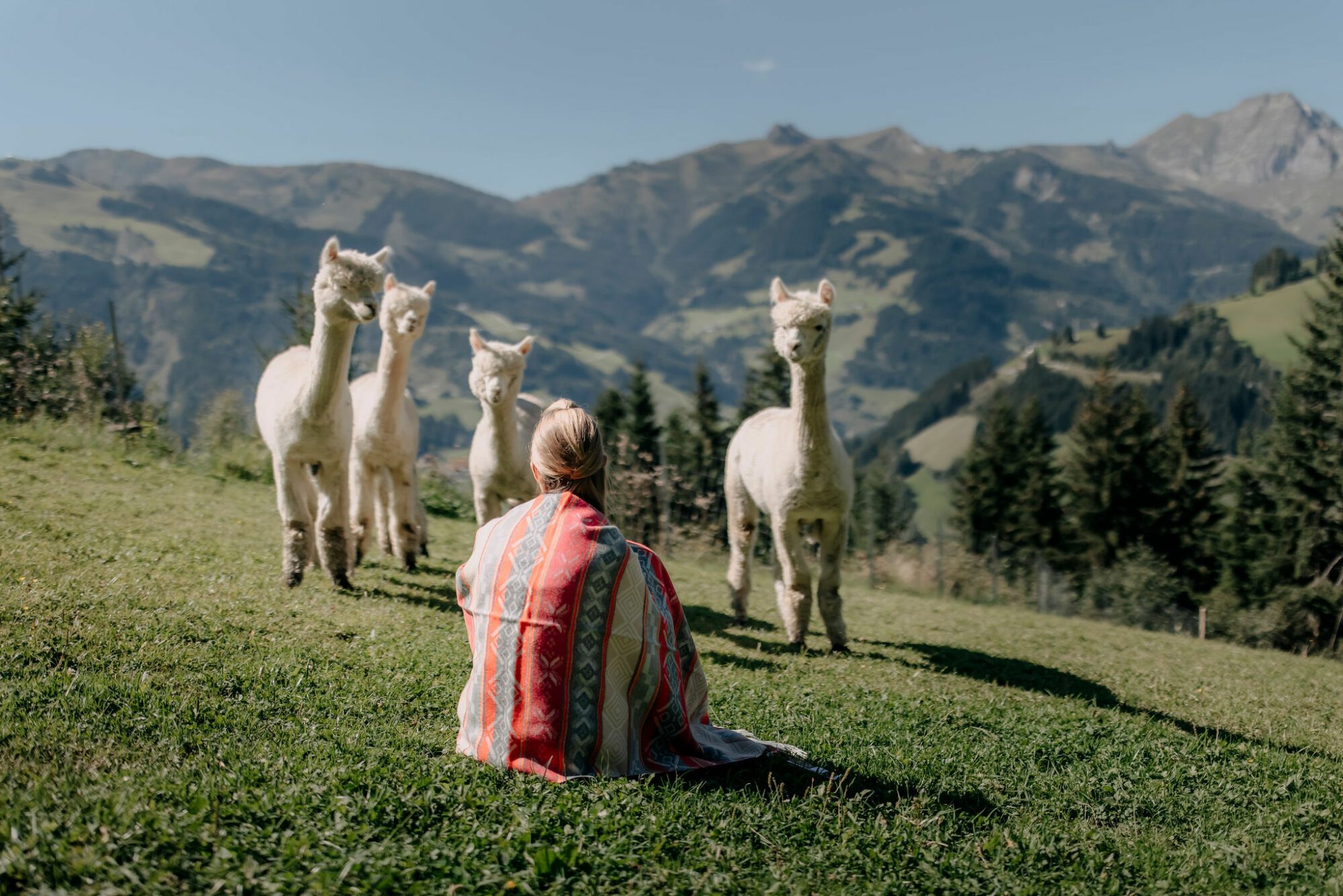 Wandern mit Alpakas in Großarl