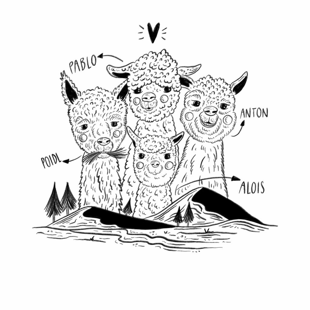 Alpakas