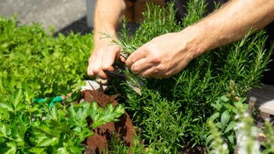 Wanderhotel Gassner Kräuter© Carolin Thiersch