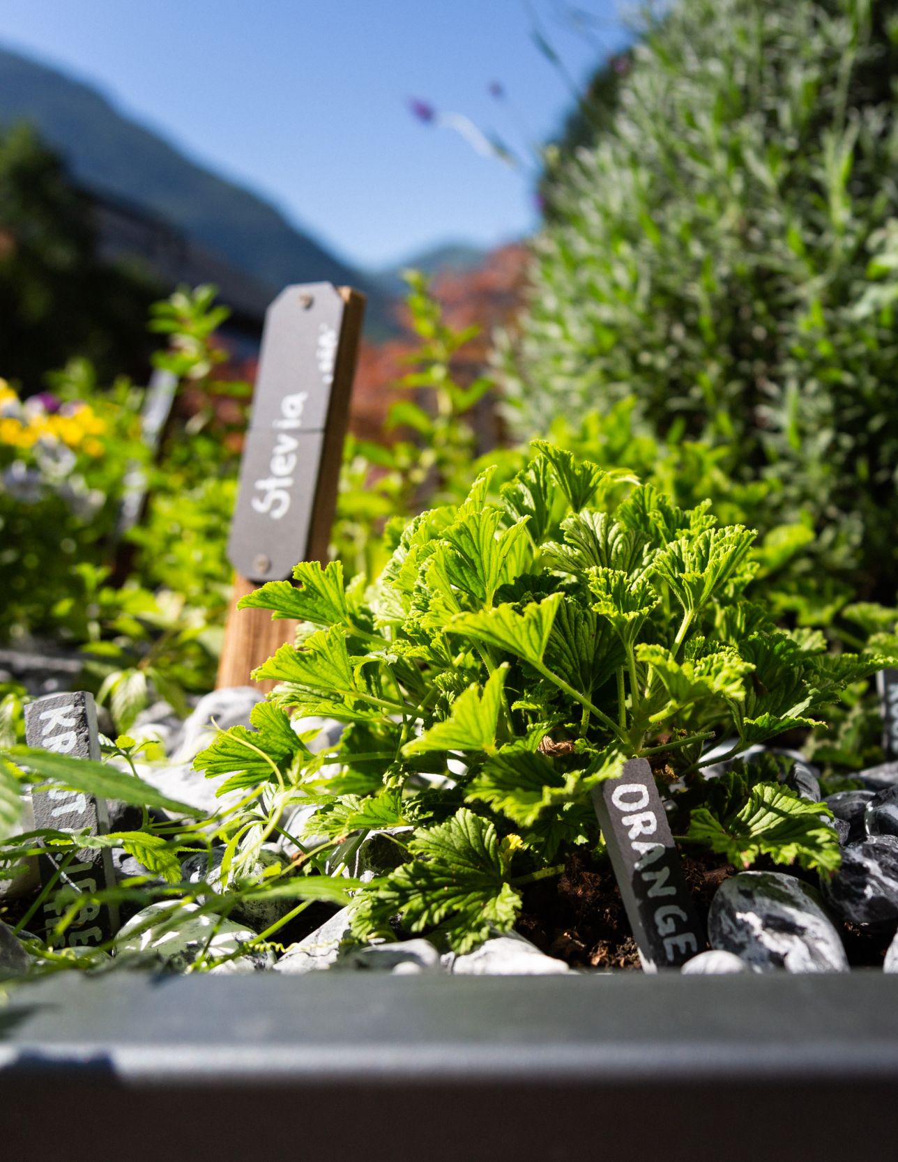 Bei den Wanderhotels werden in den Küchen auch heute noch beste – und möglichst regionale - Zutaten verwendet, kombiniert mit Selbstgemachtem vom eigenen Bauernhof oder aus dem Hotelgarten.