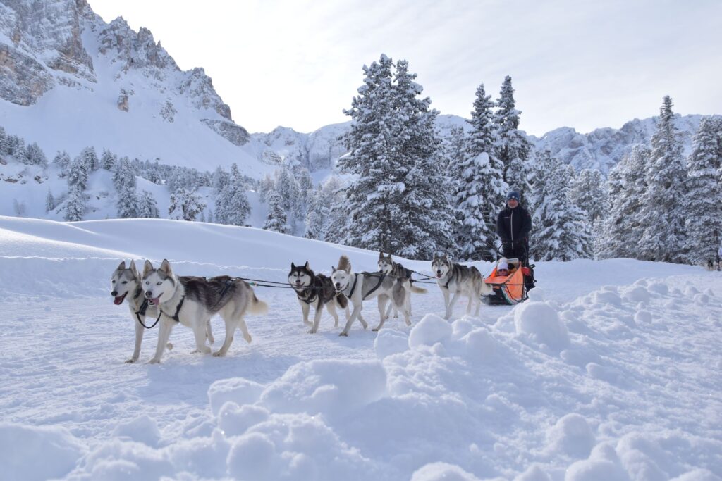 Husky Excelsior Dolomites