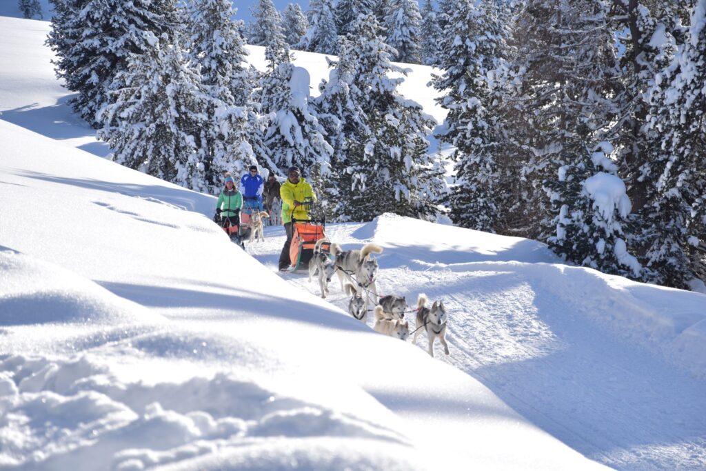 Husky Excelsior Dolomites