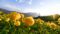 Blumenmeer Seiser Alm ©Artnatur Dolomites