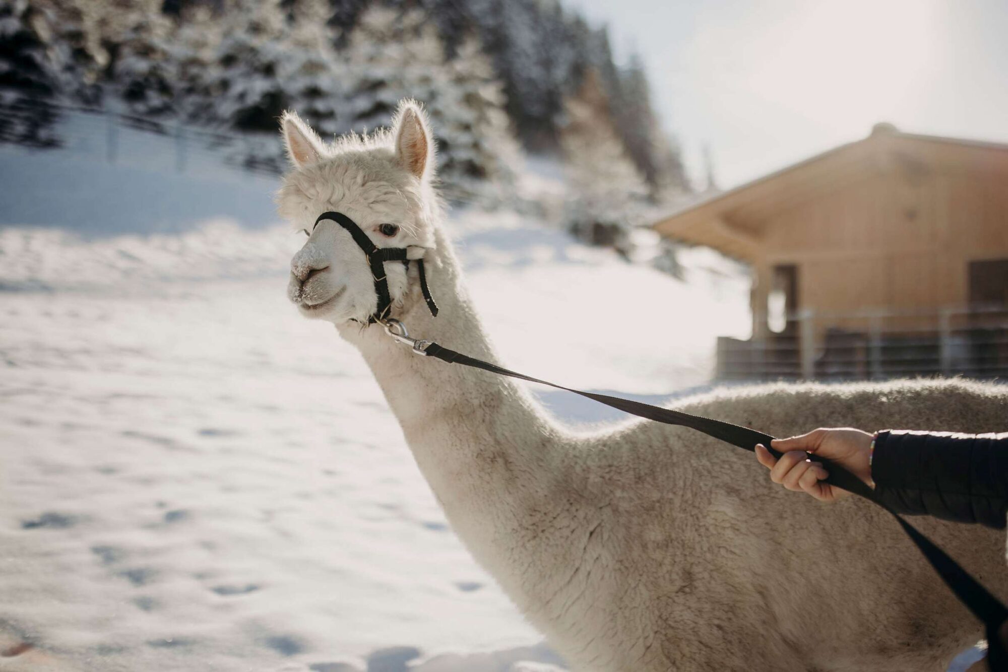 Adventure, you say? Alpakawandern🦙 im Großarltal