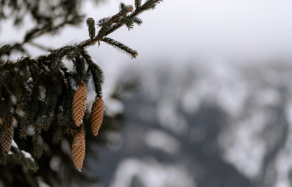 Tannenzapfen an einem winterlichen Baum