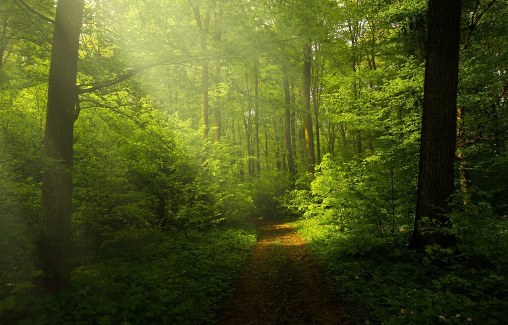 Weg durch einen Wald voller Sonnenstrahlen