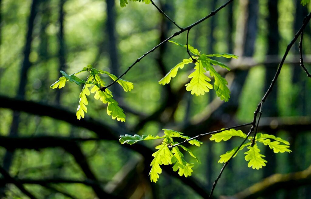 hellgrün leuchtendes Eichenlaub in einem Wald