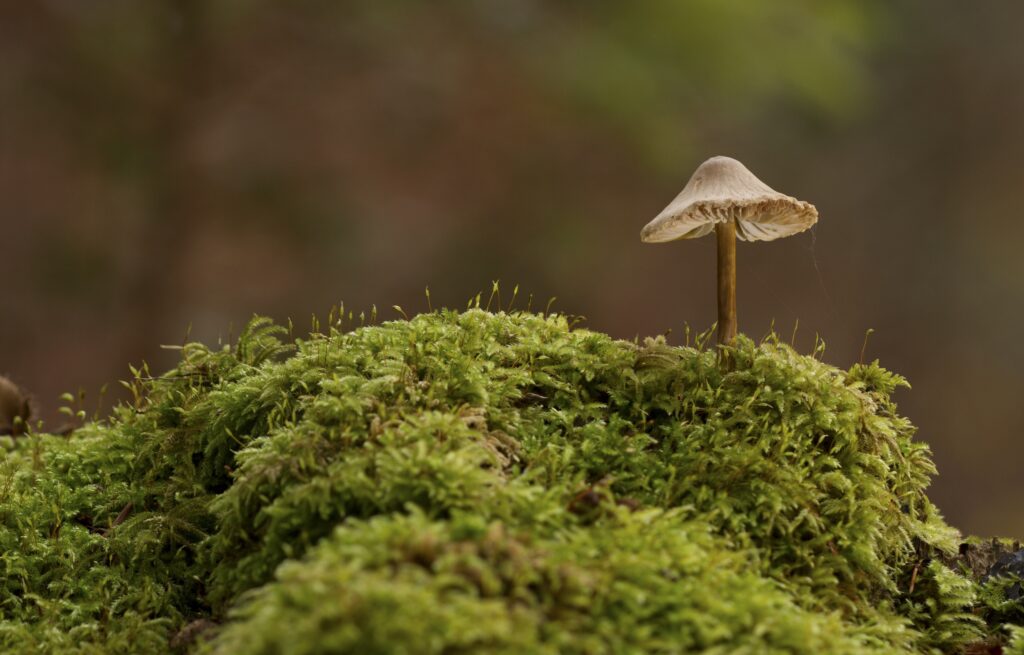 kleiner Pilz, der auf Moos wächst