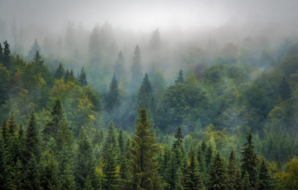 Wald im Nebel