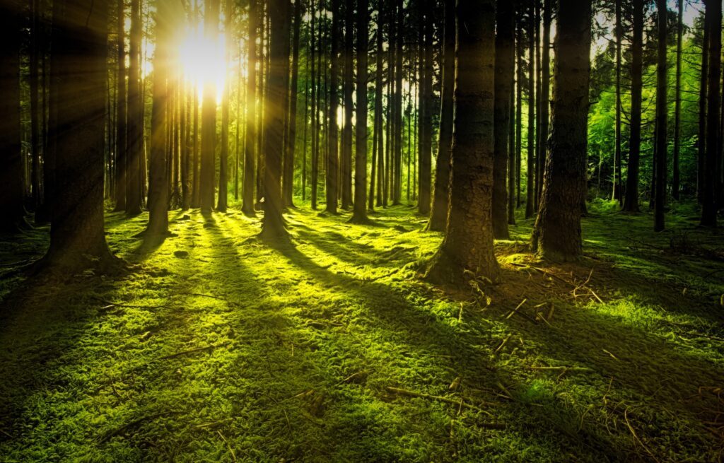 Lichter Wald mit moosigem Boden von Sonnenstrahlen beschienen