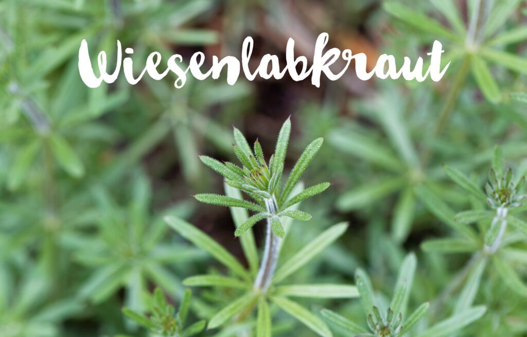 Wiesenlabkraut