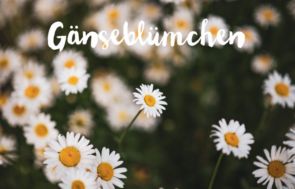 Gänseblümchen