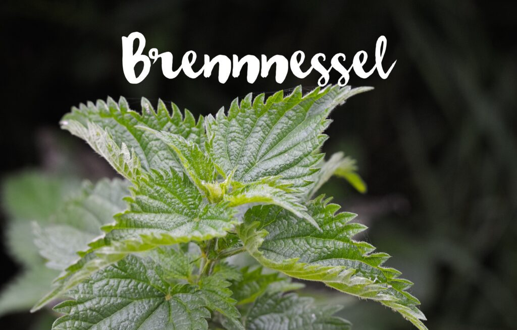 brennnessel