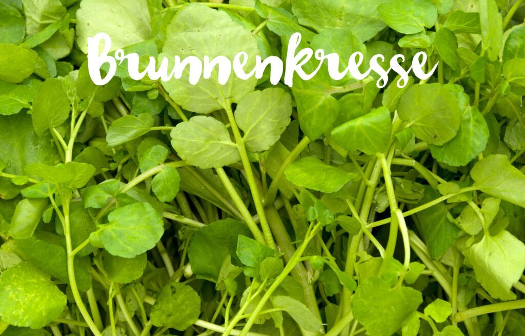 brunnenkresse