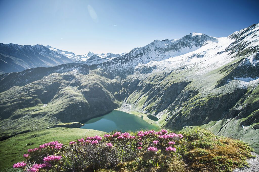 Die Almrosenblüte in pinkrot auf einem Hang vor dem Seebachsee im Pinzgau