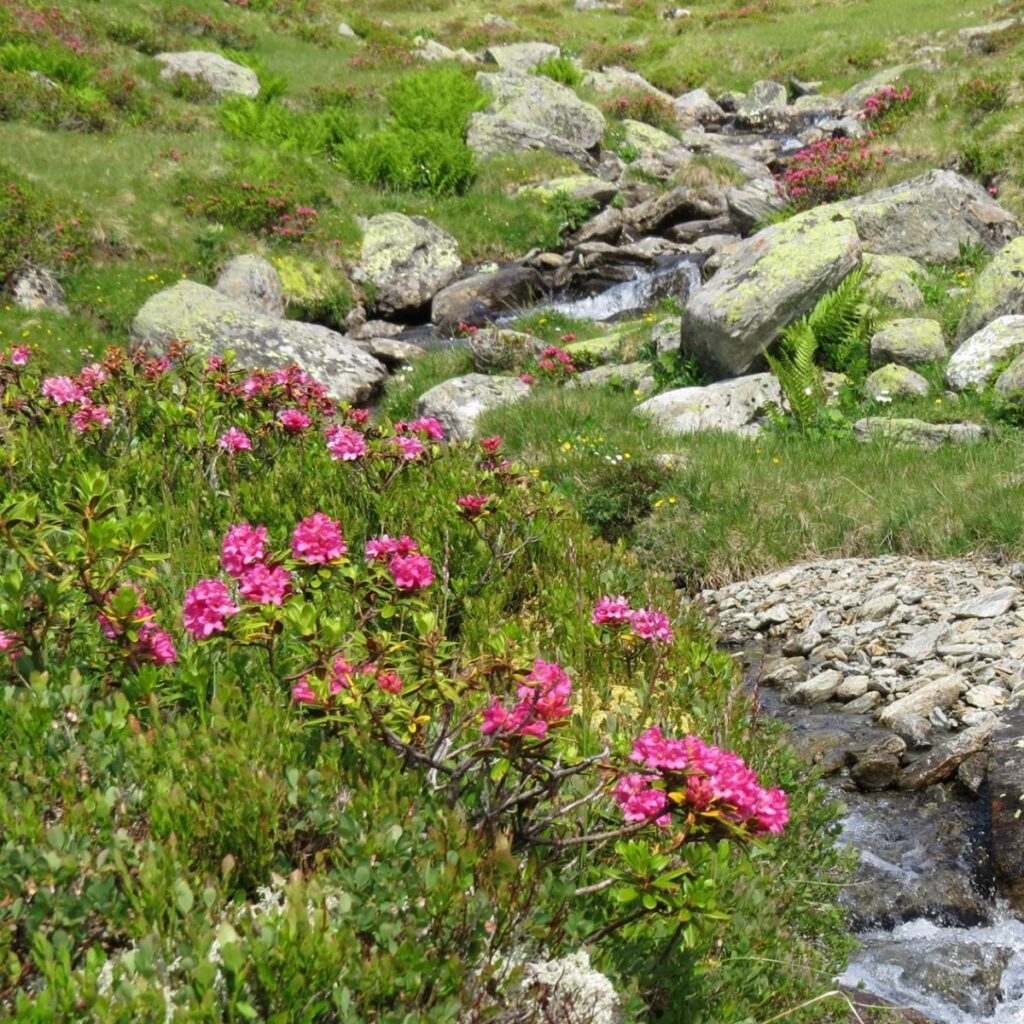 Pinkrote Almrauschblüten entlang eines kleinen Bachlaufs auf der Alm