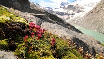 Frühlingsblumen vor felsiger Kulisse im Nationalpark Hohe Tauern© Wellness- & Wanderhotel Gassner